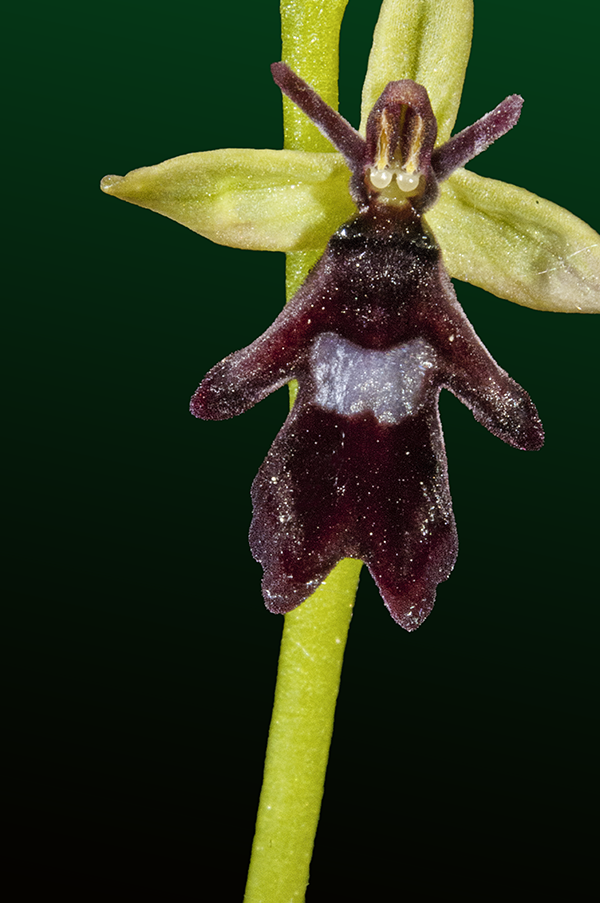 ophrys.ins
